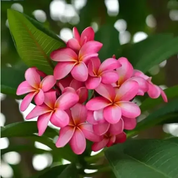 Pink_Dwarf_Variety_Plumeria_Flower_Plant
