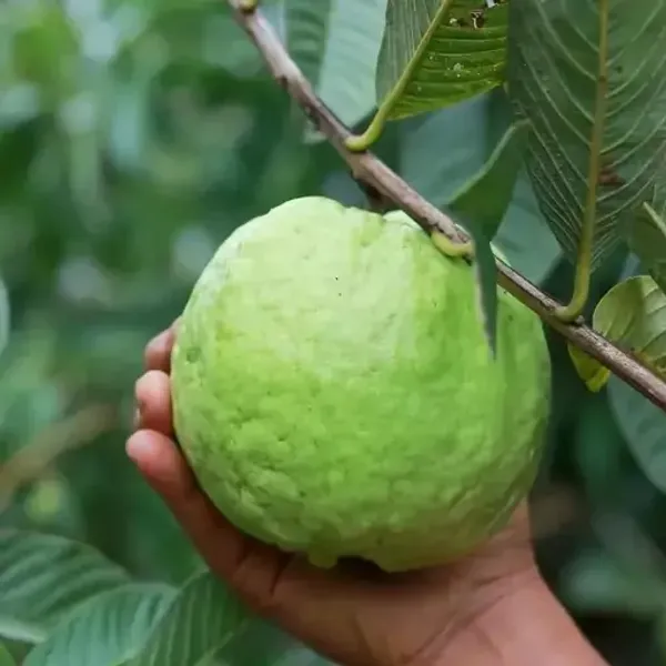 Green_Thai_Guava_Grafted_Fruit_Plant