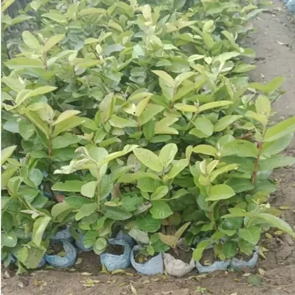 Green_Thai_Guava_Grafted_Fruit_Plant