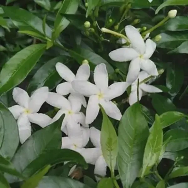 White_Chinese_Dwarf_Variety_Crepe_Jasmine_Flower_Plant