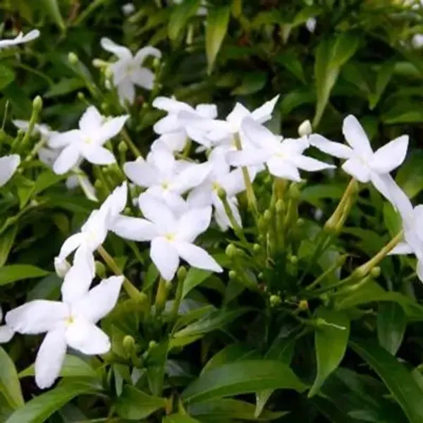 White_Chinese_Dwarf_Variety_Crepe_Jasmine_Flower_Plant