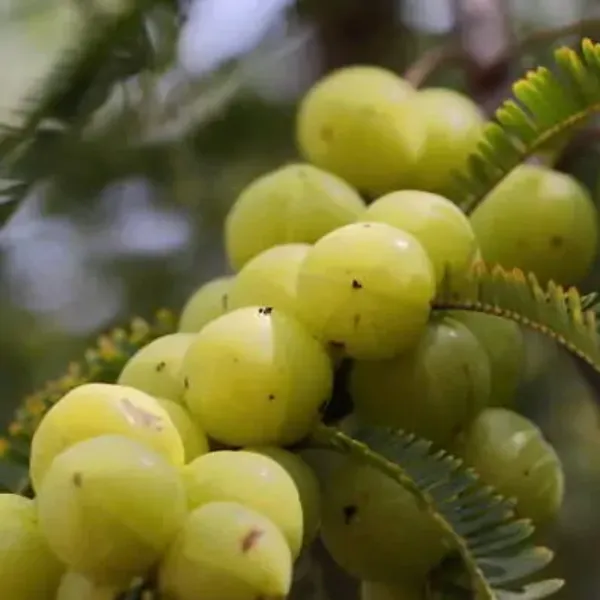 Green_Gooseberry_Amla_Grafted_Fruit_Plant