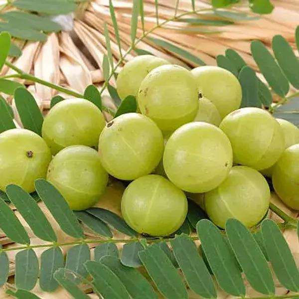 Green_Gooseberry_Amla_Grafted_Fruit_Plant