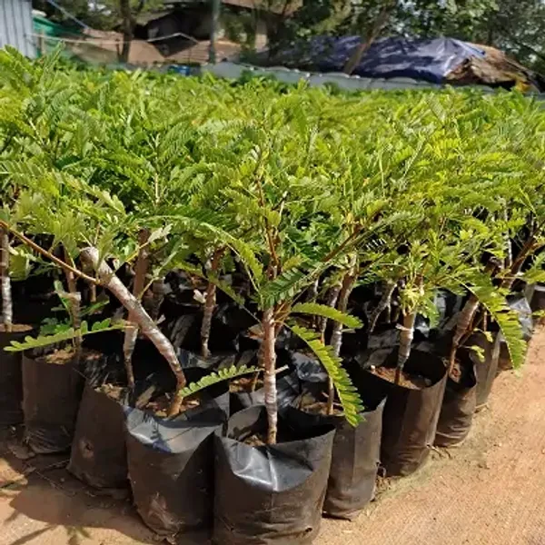 Green_Gooseberry_Amla_Grafted_Fruit_Plant