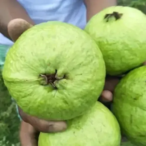 Greenthai_Gauva_Grafted_&_Amp_Hybrid_Fruit_Plant