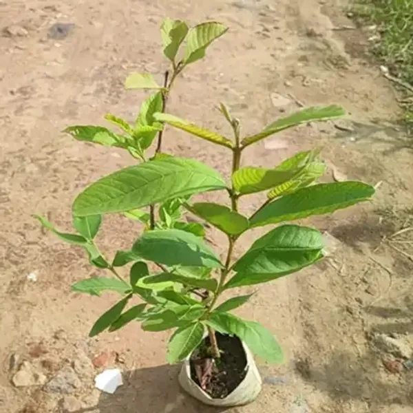 Greenthai_Gauva_Grafted_&_Amp_Hybrid_Fruit_Plant