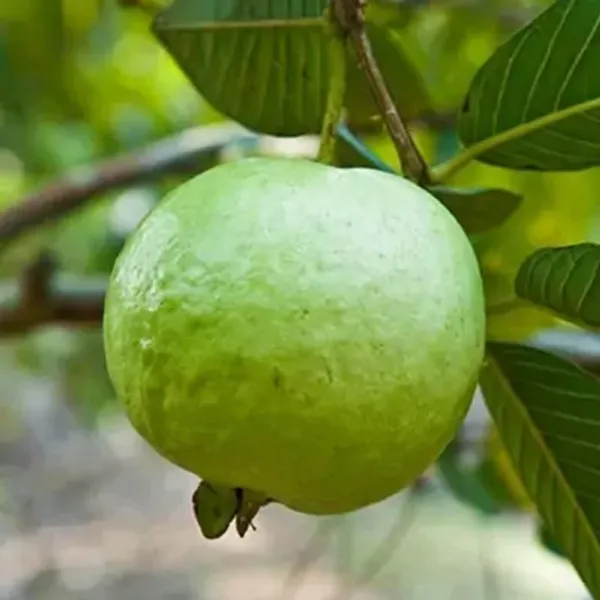 Greenthai_Gauva_Grafted_&_Amp_Hybrid_Fruit_Plant