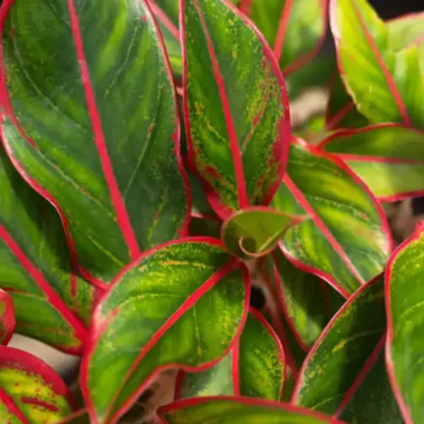 Red_Lipstick_Aglaonema