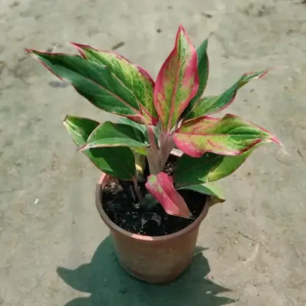 Red_Lipstick_Aglaonema