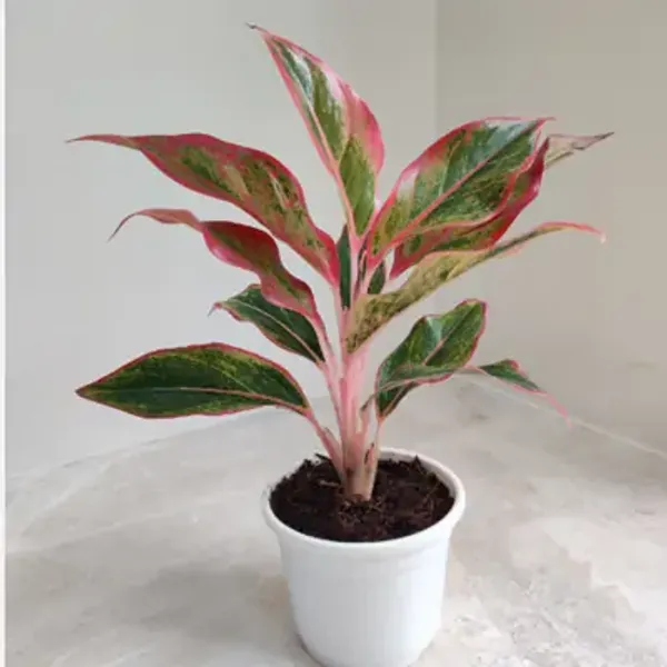 Red_Lipstick_Aglaonema