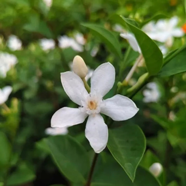 White_Sri_Lankan_Tagar_Jasmine_Flower_Plant