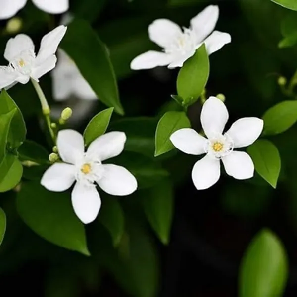 White_Sri_Lankan_Tagar_Jasmine_Flower_Plant