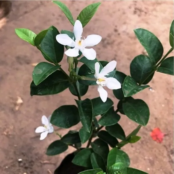 White_Sri_Lankan_Tagar_Jasmine_Flower_Plant