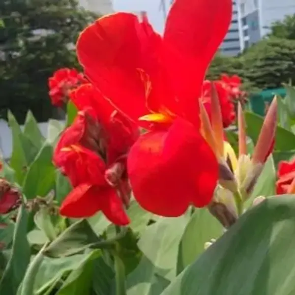 Red_Canna_Indica_Flower_Plant