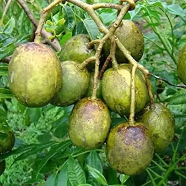 Green_All_Time_Hog_Plum_Amra_Grafted_Fruit_Plant