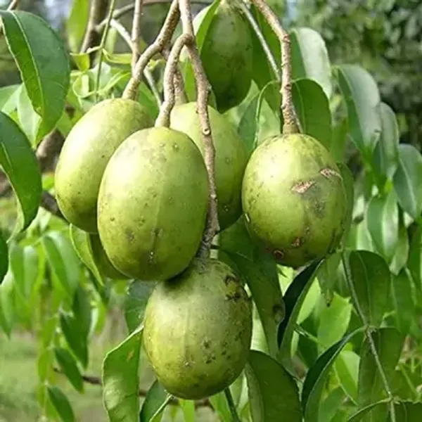 Green_All_Time_Hog_Plum_Amra_Grafted_Fruit_Plant