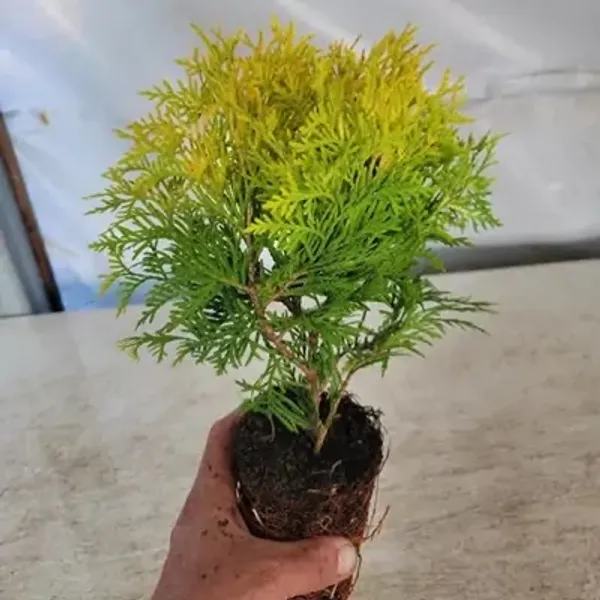 Golden_Oriental_Arbor_Vitae_Plant
