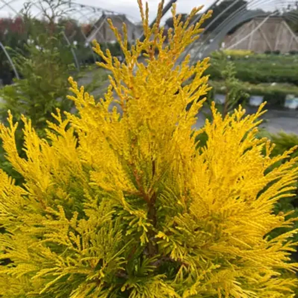 Golden_Oriental_Arbor_Vitae_Plant