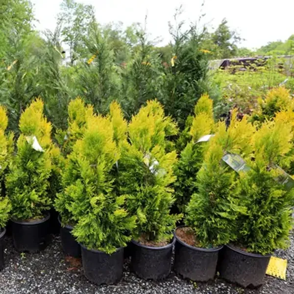 Golden_Oriental_Arbor_Vitae_Plant