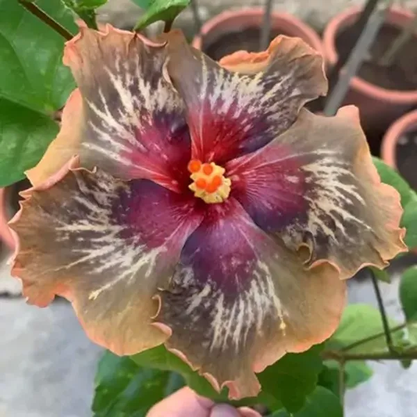 Brown_American_Variety_Grafted_Hibiscus_Flower_Plant