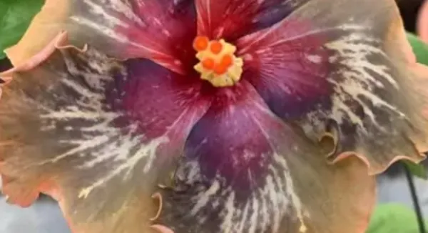 Brown_American_Variety_Grafted_Hibiscus_Flower_Plant