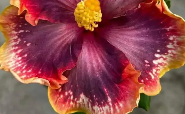 Dark_Purple_American_Variety_Grafted_Hibiscus_Flower_Plant