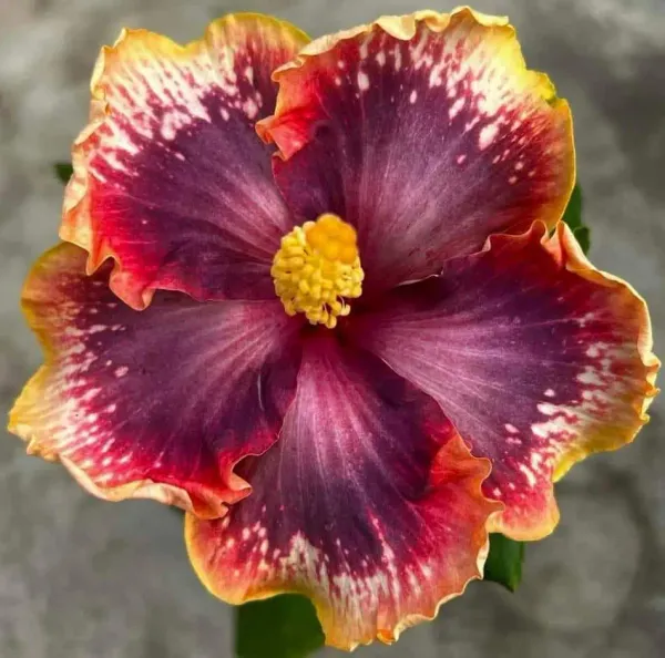 Dark_Purple_American_Variety_Grafted_Hibiscus_Flower_Plant