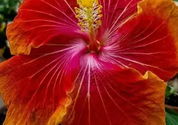 Orange_Australian_Variety_Grafted_Hibiscus_Flower_Plant
