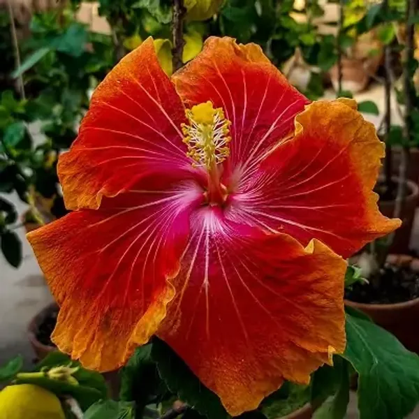 Orange_Australian_Variety_Grafted_Hibiscus_Flower_Plant