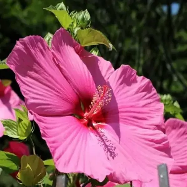 Pink_Land_Lotus_Flower_Plant
