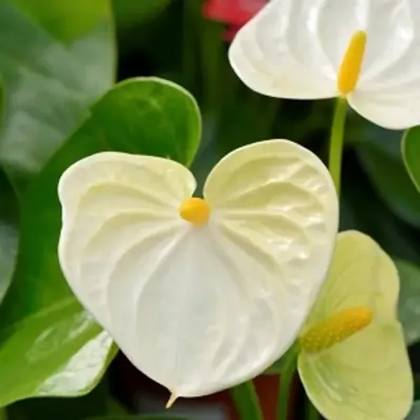 White_Anthurium_Andreanum