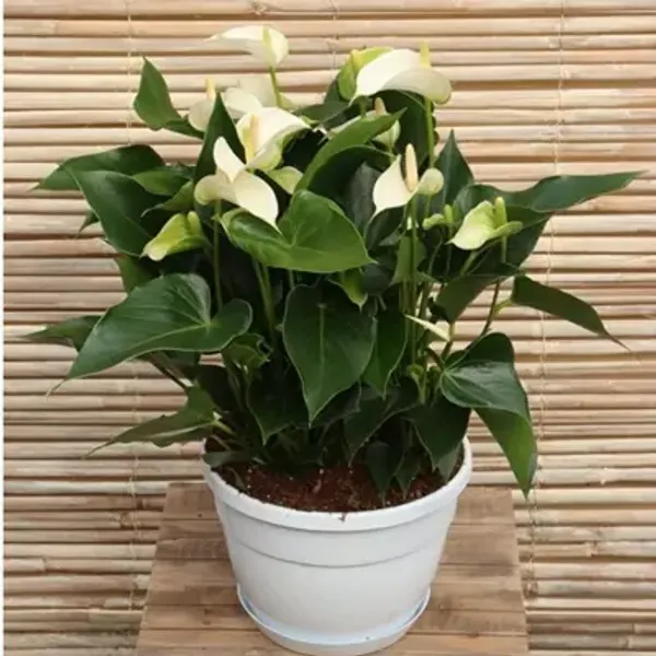 White_Anthurium_Andreanum
