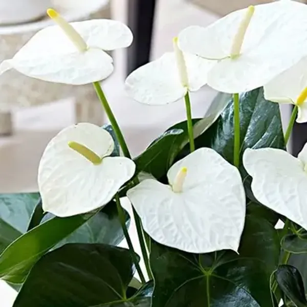 White_Anthurium_Andreanum
