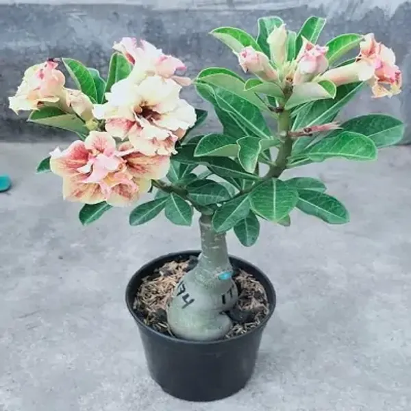 White_Adenium_Rose_Variety_Live_Plant_Grafted