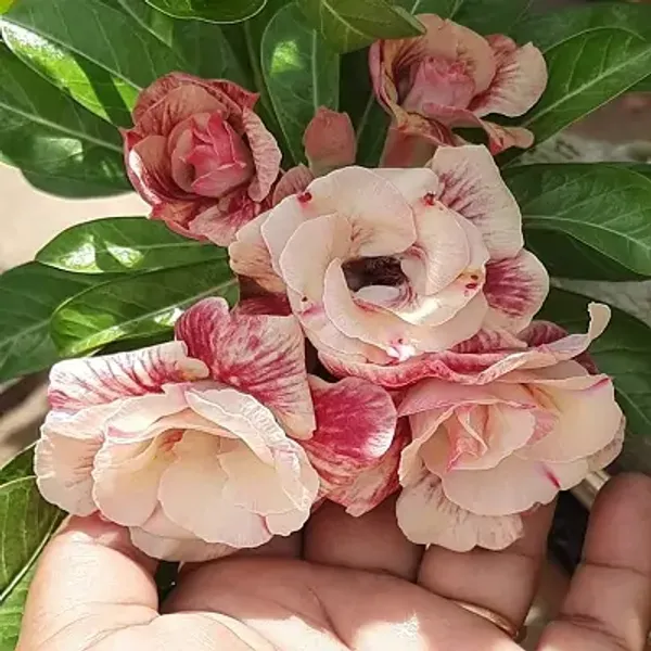 White_Adenium_Rose_Variety_Live_Plant_Grafted