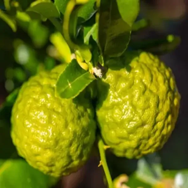 Kaffir_Lemon_Grafted_&_Amp_Hybrid_Fruit_Plant