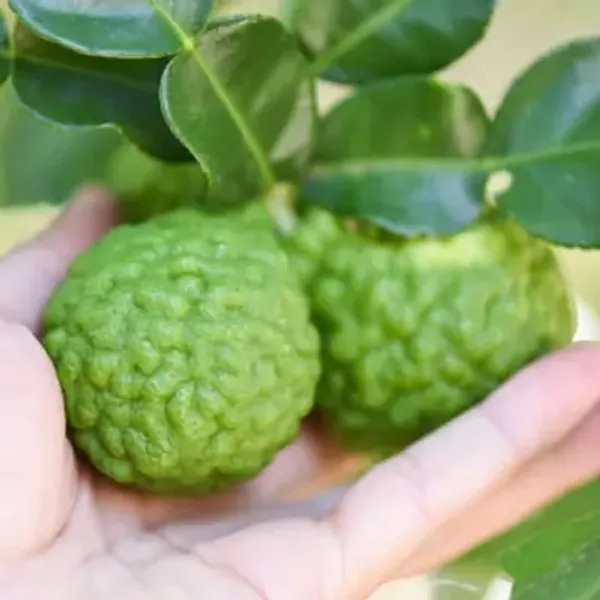Kaffir_Lemon_Grafted_&_Amp_Hybrid_Fruit_Plant