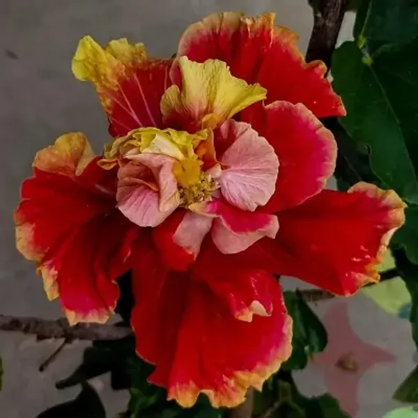 Red_Double_Petal_Variety_Grafted_Hibiscus_Flower_Plant