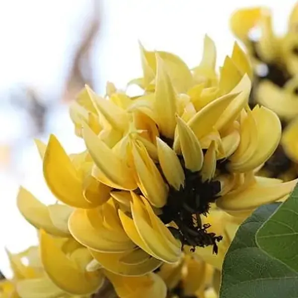 Yellow_Palash_Butea_Monosperma_All_Time_Flowering_Plant
