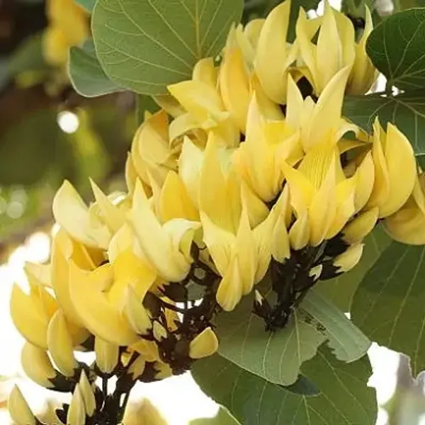 Yellow_Palash_Butea_Monosperma_All_Time_Flowering_Plant