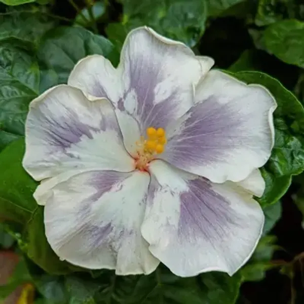 White_Australian_Variety_Grafted_Hibiscus_Flower_Plant