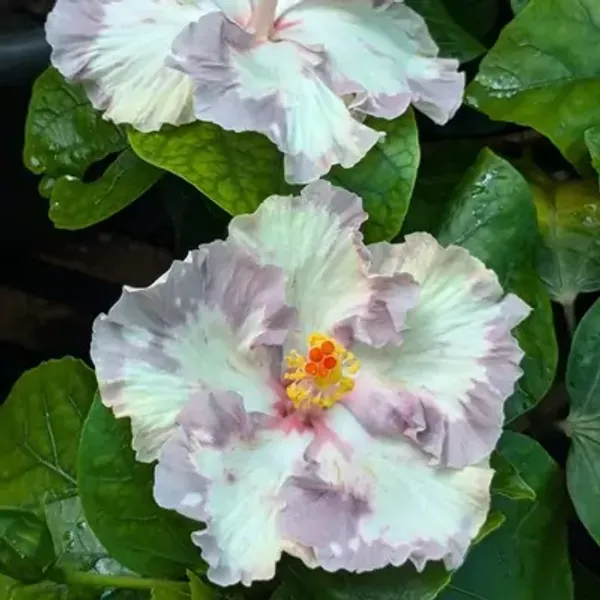 White_Australian_Variety_Grafted_Hibiscus_Flower_Plant