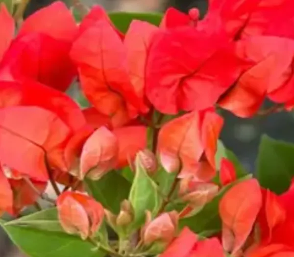 Red_Chilli_Bougainvillea_Flower_Plant