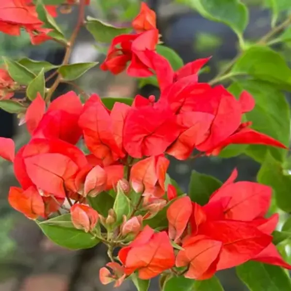 Red_Chilli_Bougainvillea_Flower_Plant