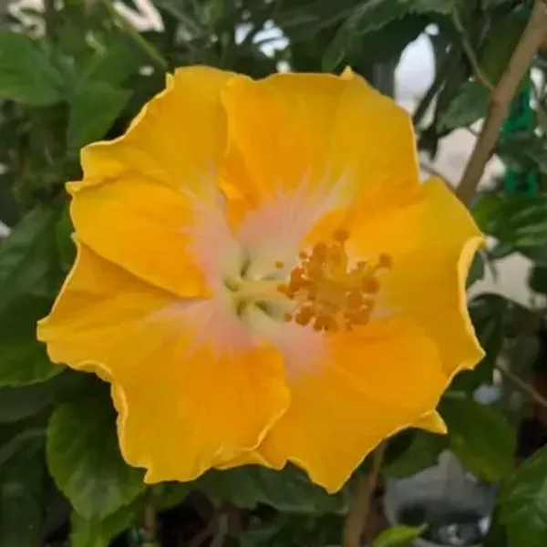Yellow_American_Variety_Hibiscus_Flower_Plants