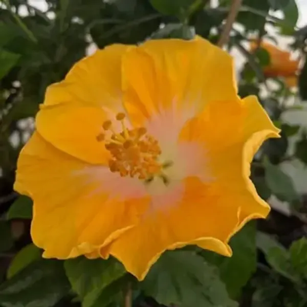 Yellow_American_Variety_Hibiscus_Flower_Plants