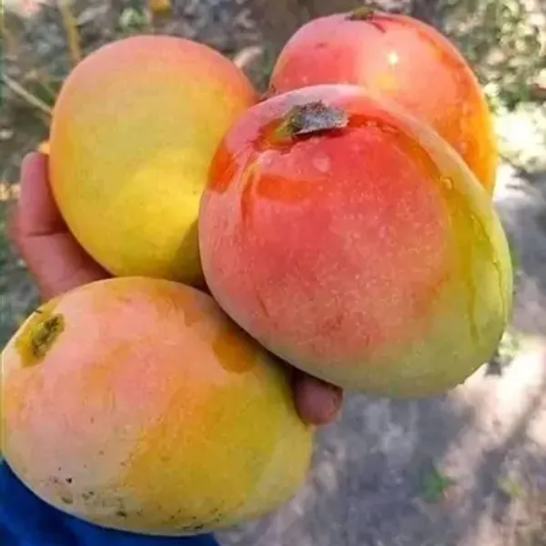 Yellow_Ambika_Mango_Grafted_&_Amp_Hybrid_Fruit_Plant