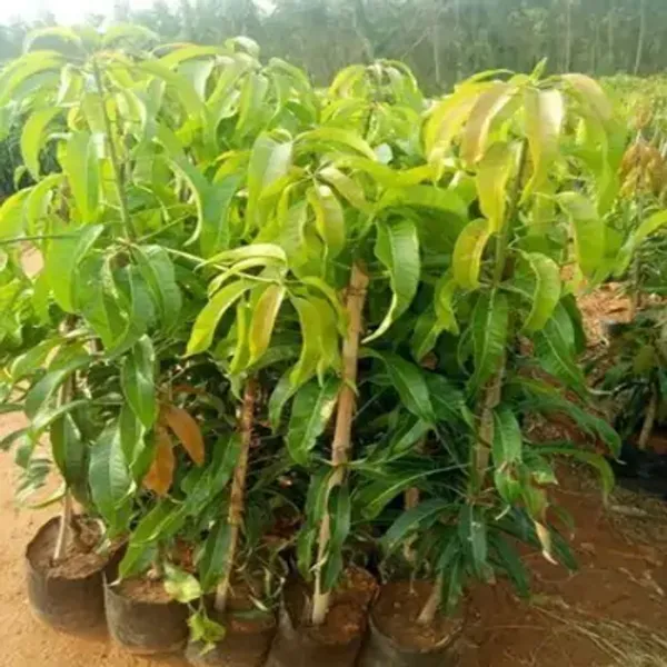 Yellow_Ambika_Mango_Grafted_&_Amp_Hybrid_Fruit_Plant