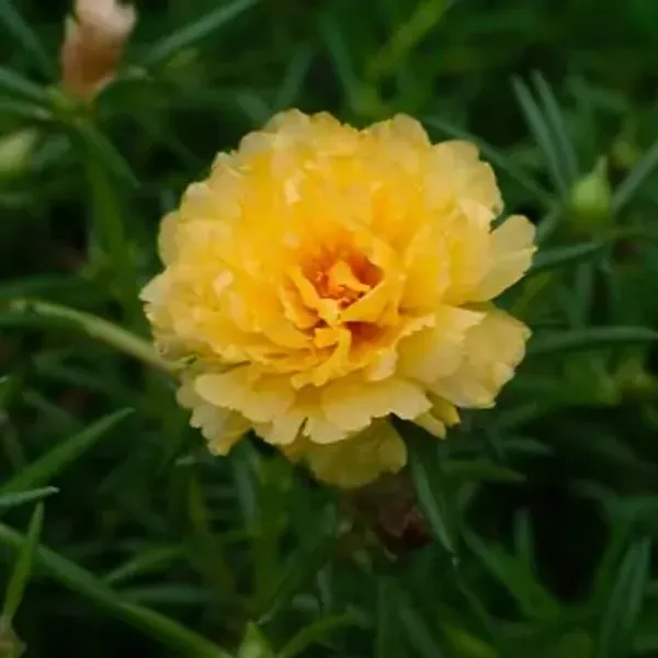 Yellow_Portulaca_Plant_Hanging_Plant
