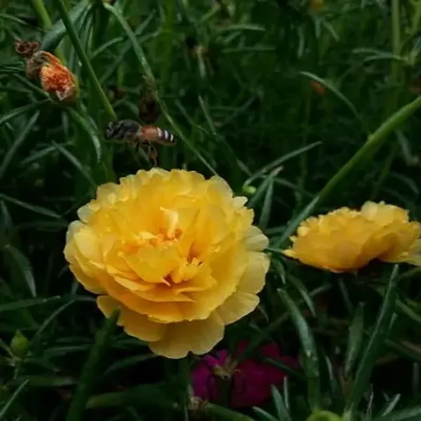Yellow_Portulaca_Plant_Hanging_Plant